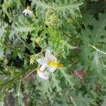 Solanum sisymbriifoliumBlodyn