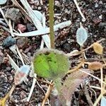 Draba nemorosa Leaf