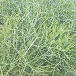 Seseli parnassicum Hoja