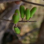 Sideroxylon stenospermum Plod