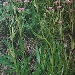 Erigeron atticus Fula
