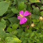 Dissotis rotundifolia Цвят