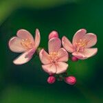 Jatropha integerrima Flower