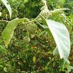 Solanum wrightii Blatt