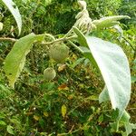 Solanum wrightii Fruit