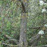 Prunus rivularis Φλοιός