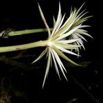 Epiphyllum hookeri Квітка