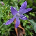 Campanula poscharskyana Fiore