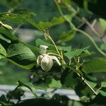Magnolia sieboldii Blomma