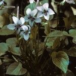 Viola rotundifolia 整株植物