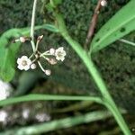 Tapeinosperma gracile Blomma