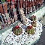 Melocactus matanzanus Blatt