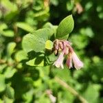 Symphoricarpos rotundifolius Çiçek