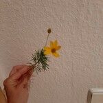 Coreopsis verticillataFlower