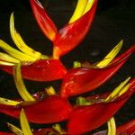 Heliconia lankesteri Λουλούδι