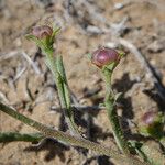 Convolvulus equitans Hábito