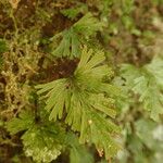 Trichomanes parvulum Leaf