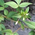 Cleome rutidosperma Hoja