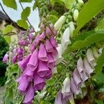 Digitalis purpureaBlomma