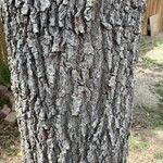 Quercus fusiformis Bark