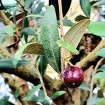 Olea europaea Fruit