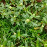 Gomphrena celosioidesFlower