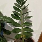 Zamioculcas zamiifolia Blatt