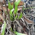 Allium senescens Листок