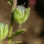 Veronica praecox Fruit