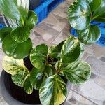 Peperomia obtusifoliaFiore