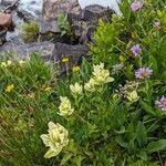 Castilleja occidentalis Žiedas