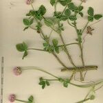 Trifolium isthmocarpum Diğer