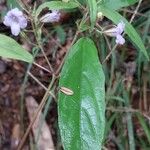 Mimulopsis glandulosa Otro