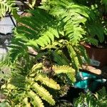 Polystichum polyblepharum Hoja