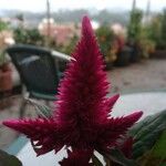 Celosia argenteaBlodyn