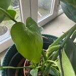 Monstera deliciosa Συνήθη χαρακτηριστικά