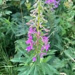 Epilobium angustifoliumFiore