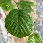 Corylus cornuta 叶