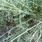 Tanacetum cinerariifolium Hoja