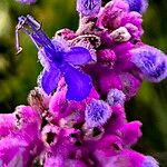 Trichostema