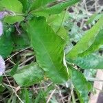 Ruellia tuberosa Foglia