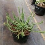 Euphorbia flanaganii পাতা
