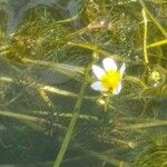 Ranunculus aquatilisBlomst