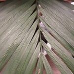 Howea forsteriana Blad