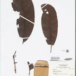 Botryarrhena pendula Hoja