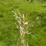 Draba muralis Frukto