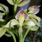 Prosthechea chacaoensis Ďalší