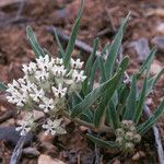 Asclepias involucrata Хабит