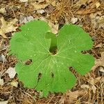 Sanguinaria canadensis Folla