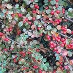 Cotoneaster horizontalis Alkat (teljes növény)